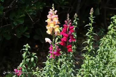 گل هایی نادر در باغ گیاه شناسی ملی ایران (عکس)