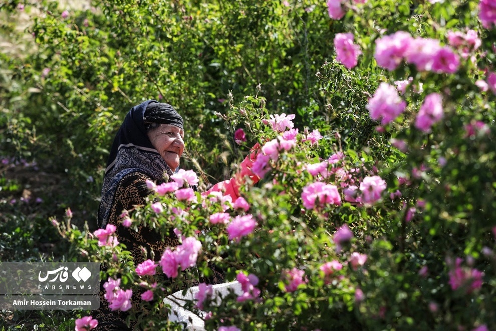  برداشت گل محمدی در همدان (عکس)