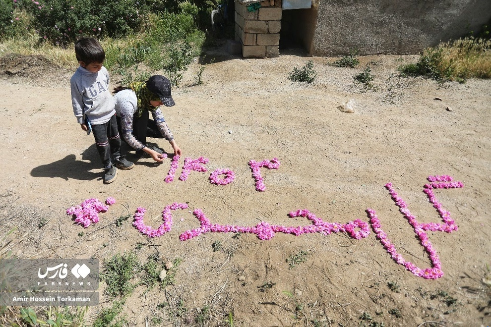  برداشت گل محمدی در همدان (عکس)