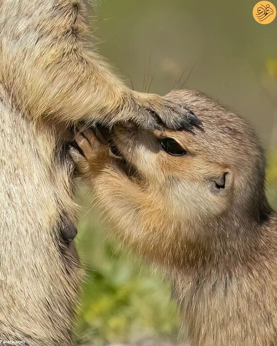 شیر خوردن نادر بچه سنجاب زمینی در همدان (عکس)
