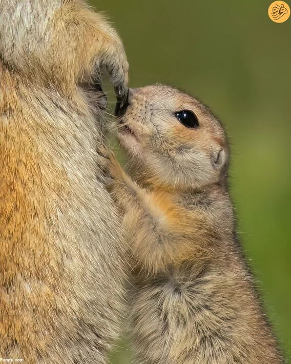 شیر خوردن نادر بچه سنجاب زمینی در همدان (عکس)