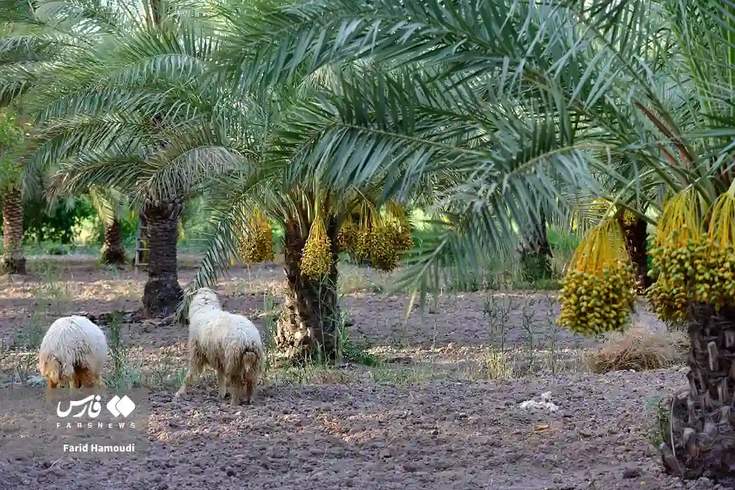 برداشت رطب در فصل خرماپزان (عکس)